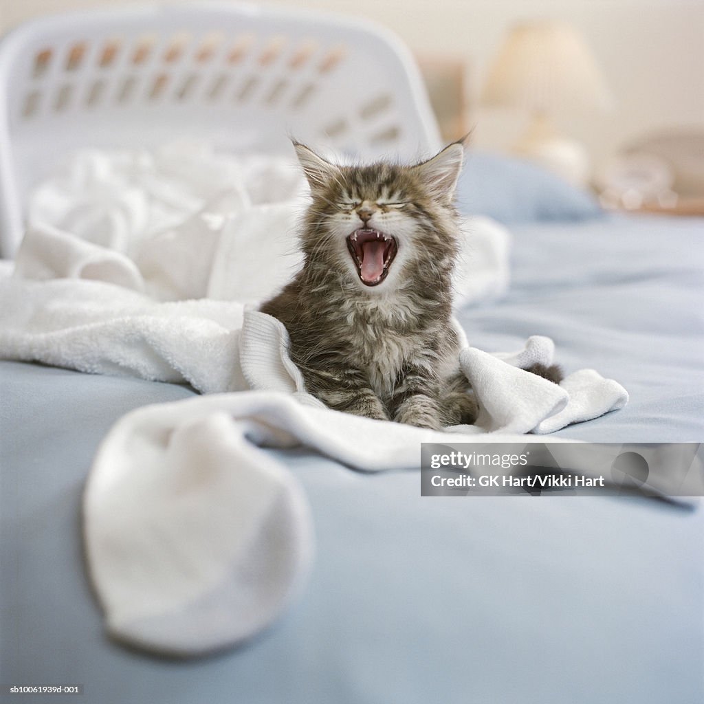 Maine Coon Kitten with laundry basket on bed, screaming