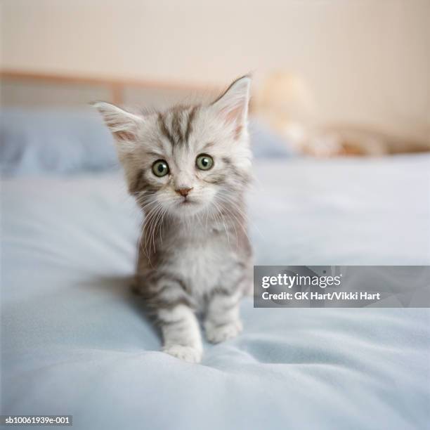 maine coon kitten sitting on bed in bedroom - maine coon cat stock pictures, royalty-free photos & images