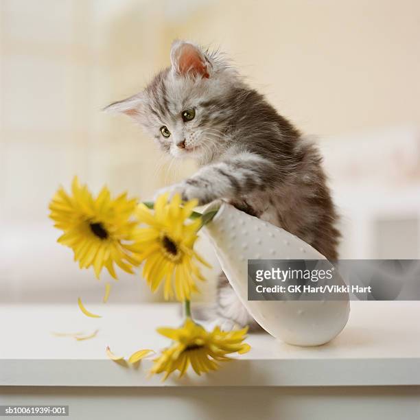 maine coon kitten knocking over yellow flowers in vase - lampoon foto e immagini stock