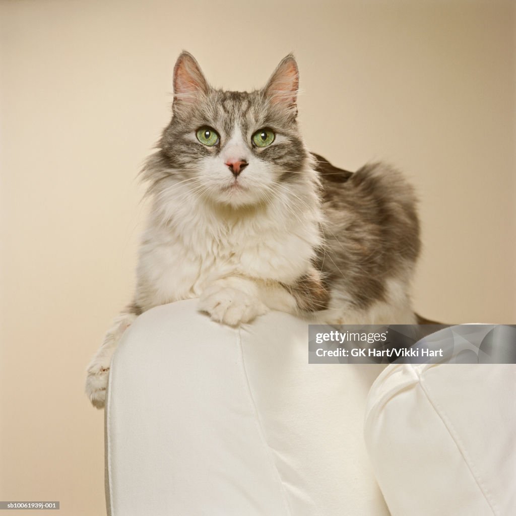 Maine Coon Kitten on arm chair, close-up