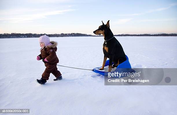 girl (15-18 months) pulling doberman on sledge in winter landscape - baby animals stock-fotos und bilder
