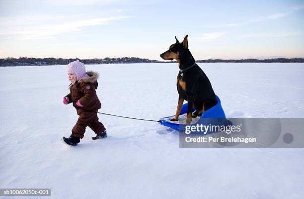 girl (15-18 months) pulling doberman on sledge in winter landscape - alleen babys stockfoto's en -beelden