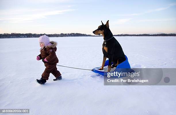 girl (15-18 months) pulling doberman on sledge in winter landscape - big dobermans stock pictures, royalty-free photos & images