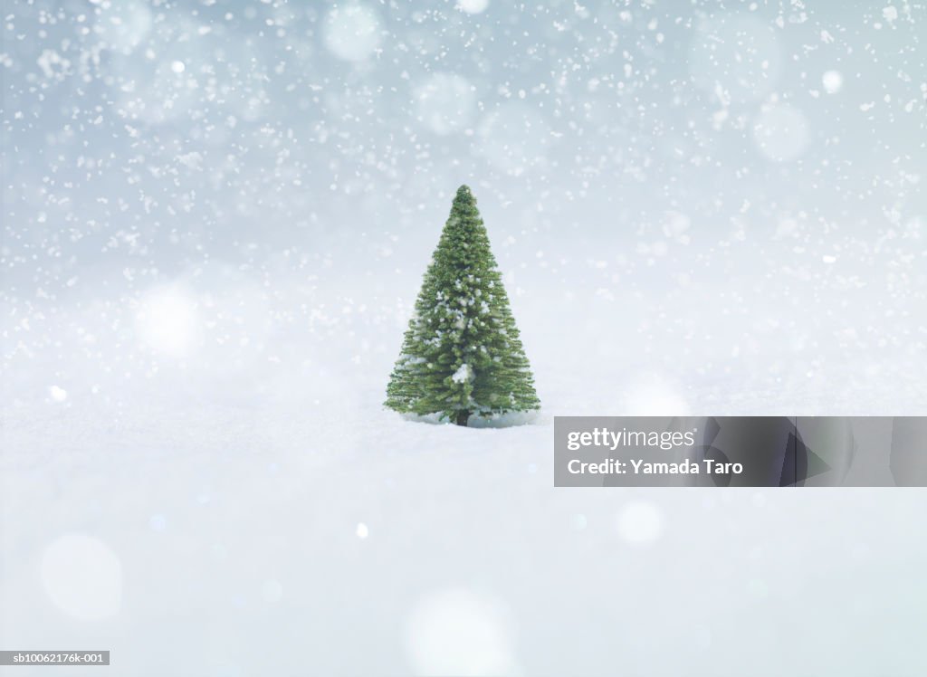 Christmas trees in snowy landscape