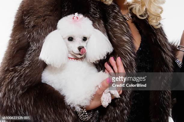 woman in fur coat holding poodle, close-up of dog - woman in fur coat stock-fotos und bilder