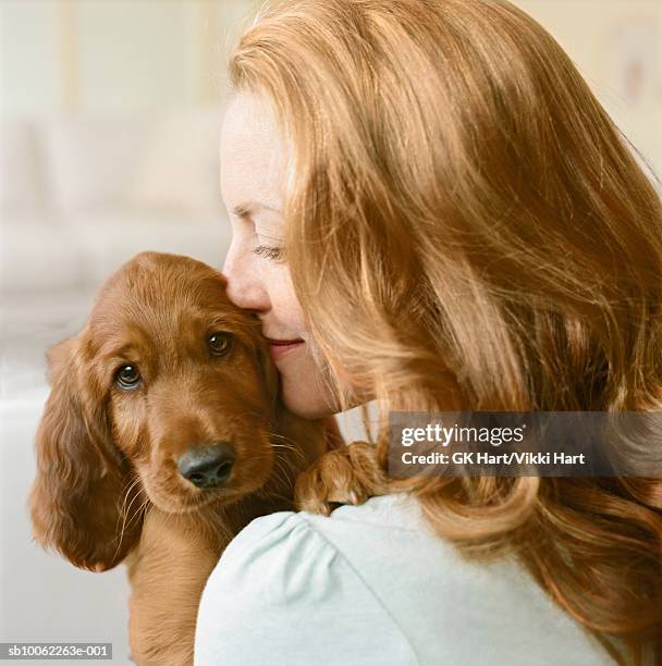 woman hugging irish setter puppy, close-up - irischer setter stock-fotos und bilder