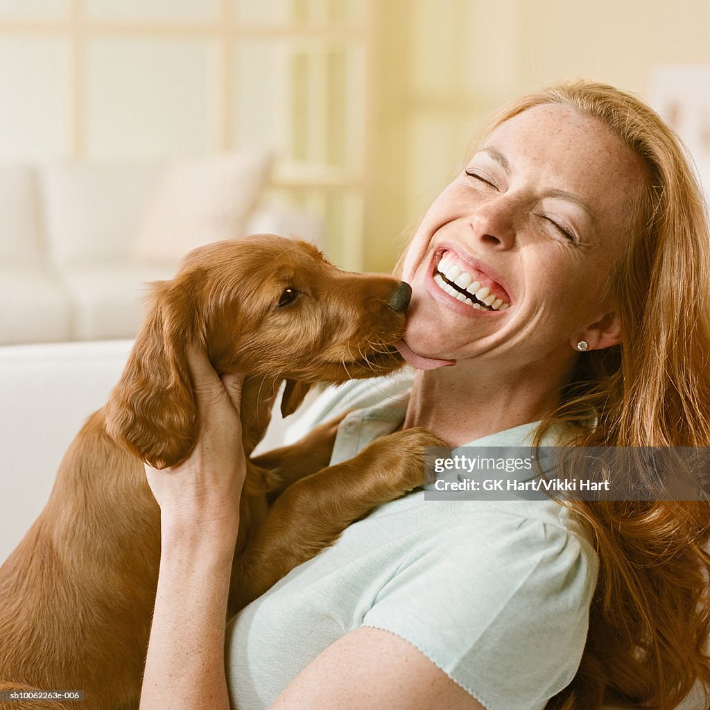 Irish setter puppy licking woman's face