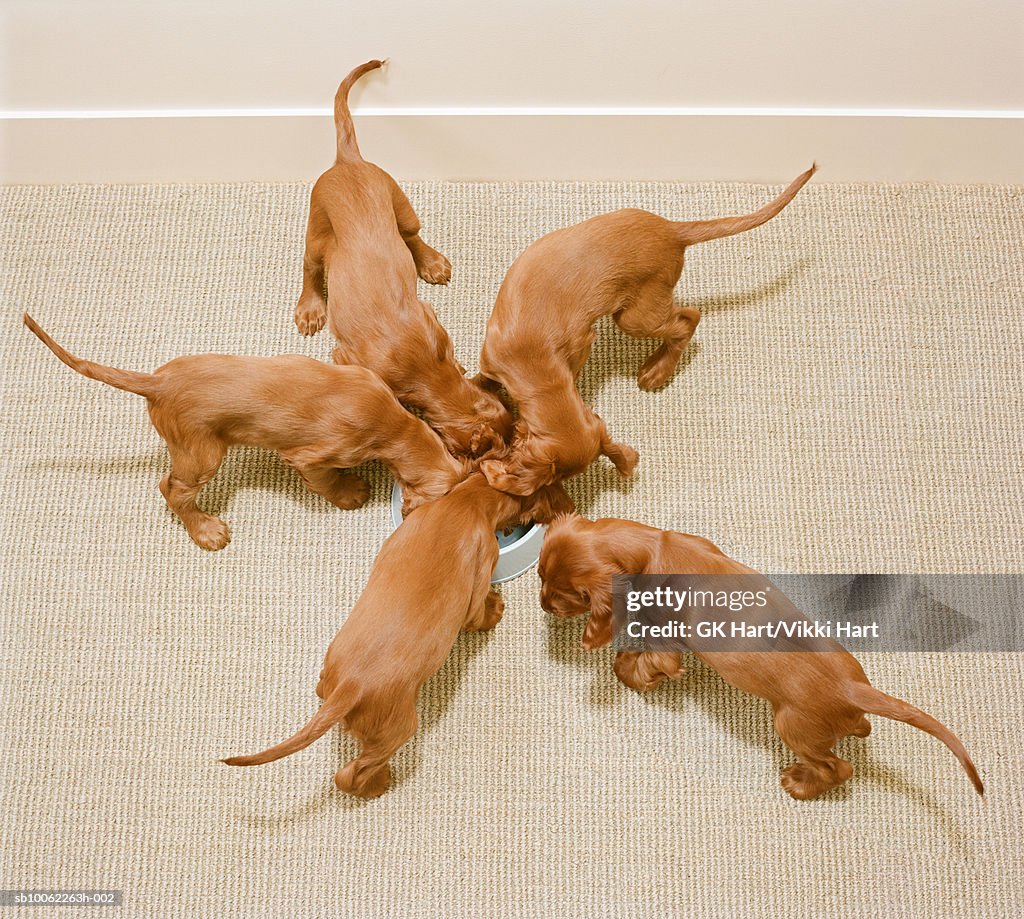 Irish setter puppies eating from bowl, elevated view