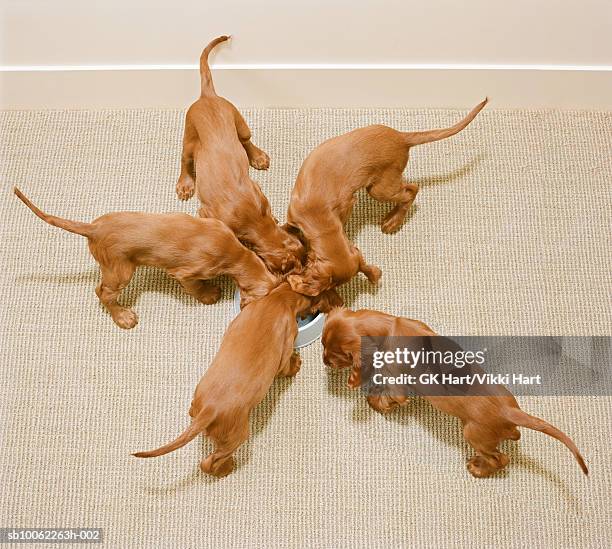 irish setter puppies eating from bowl, elevated view - five animals stock pictures, royalty-free photos & images