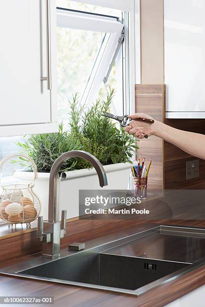 unrecognizable person cutting herbs growing in pot on kitchen window sill, close-up of hand - alecrim imagens e fotografias de stock