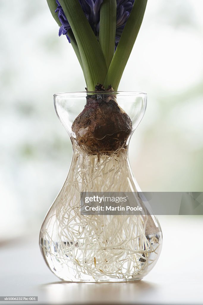 Hyacinth bulb in glass, vase close-up