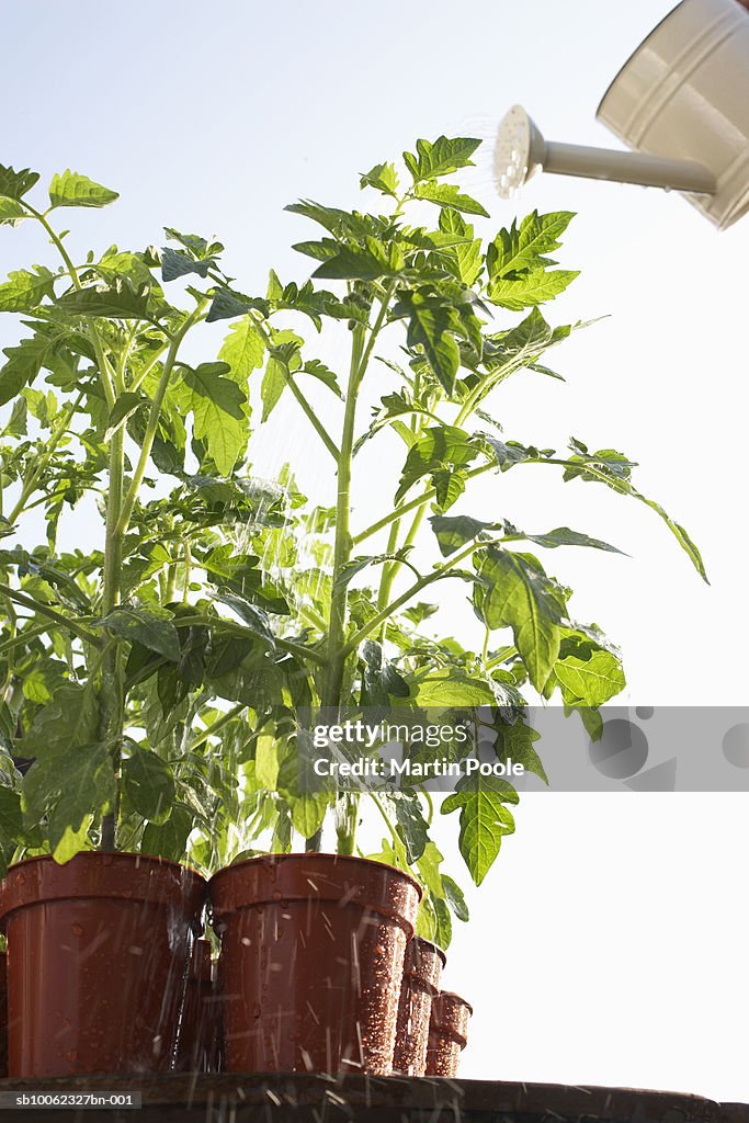 Tomatoes plants growing in flowerpots being watered with can, close-up, low angle