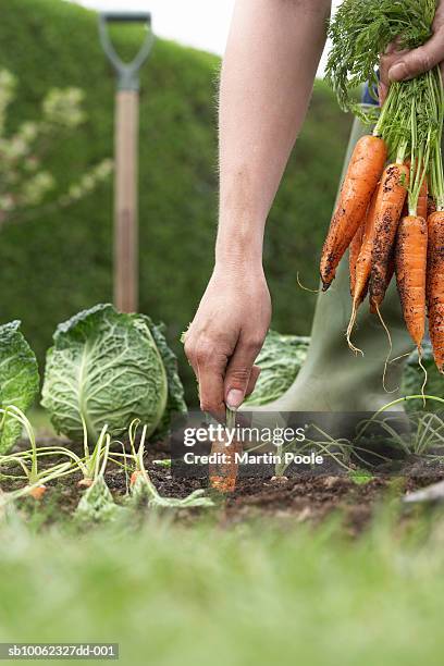 unrecognizable person picking carrots on field, close-up, low section - carrot stockfoto's en -beelden