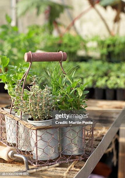 herb pots in metal basket in greenhouse - oregano stock pictures, royalty-free photos & images