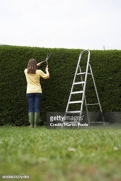woman trimming hedge with hedge clippers, rear view - hedge trimming stockfoto's en -beelden