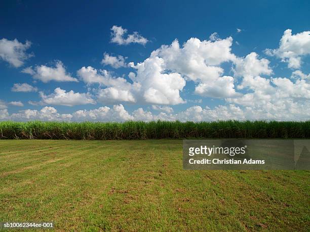 sugar cane field under cumulus clouds - cana de acucar imagens e fotografias de stock