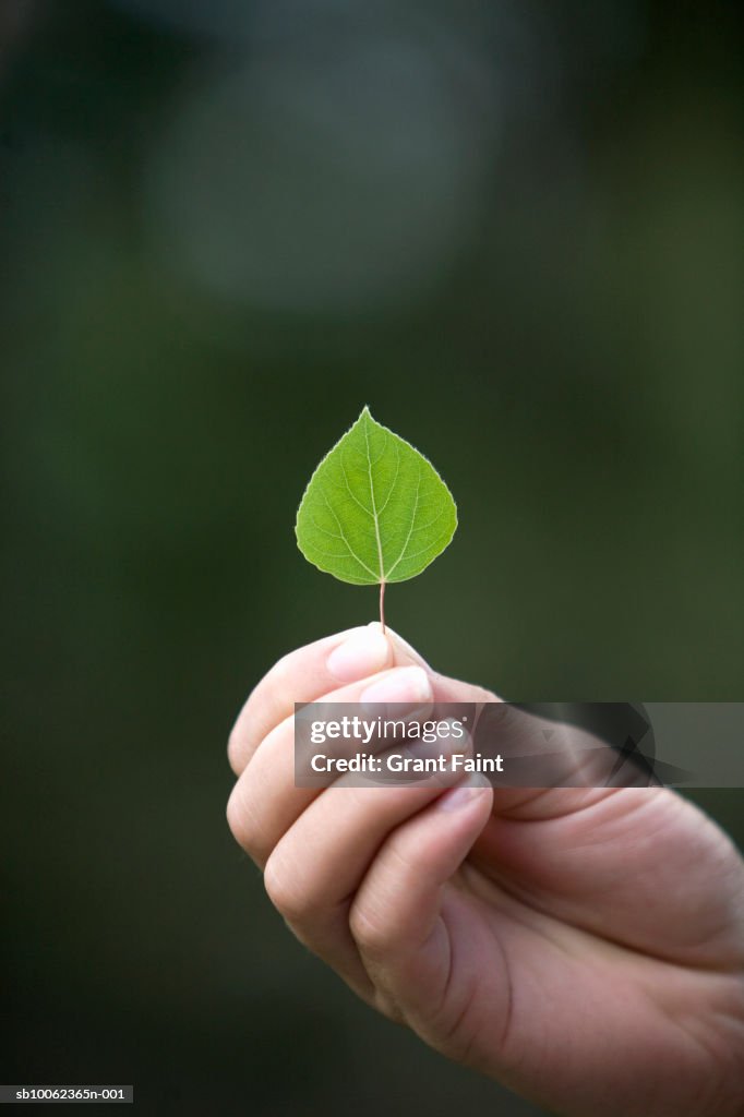 Teenage girl (16-17 years) holding birch leaf, close-up of hand