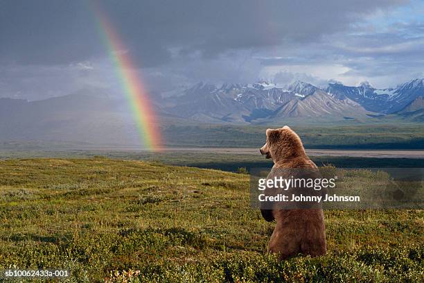 usa, alaska, denali national park, grizzly bear (ursus arctos) standing, looking at rainbow, rear view - denali national park foto e immagini stock