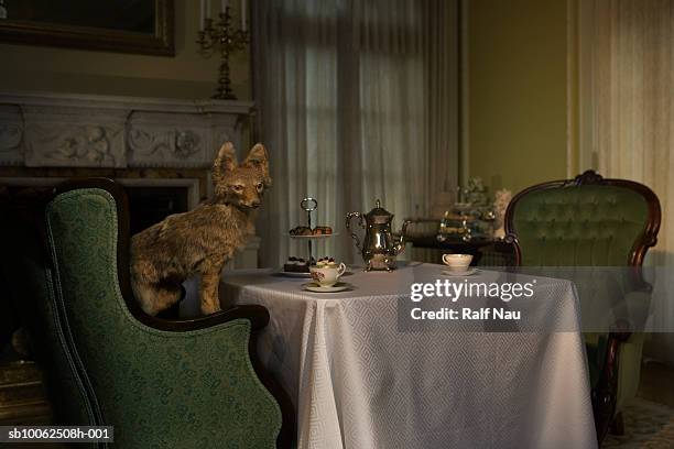 tea set and fox on chair - one empty chair dinner table stock pictures, royalty-free photos & images