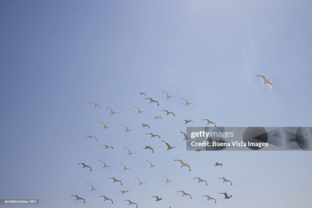 Seagulls flying in formation