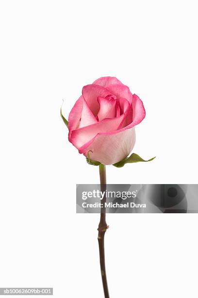 pink rose against white background, close-up - single rose stock pictures, royalty-free photos & images