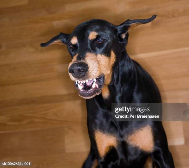 doberman pinscher dog barking at camera - aggression studio stock-fotos und bilder