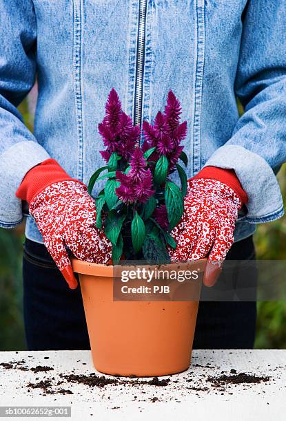 woman potting plants in garden - hands holding flower pot stock pictures, royalty-free photos & images