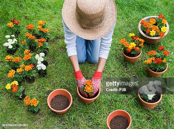 woman potting plants in garden - gardening foto e immagini stock