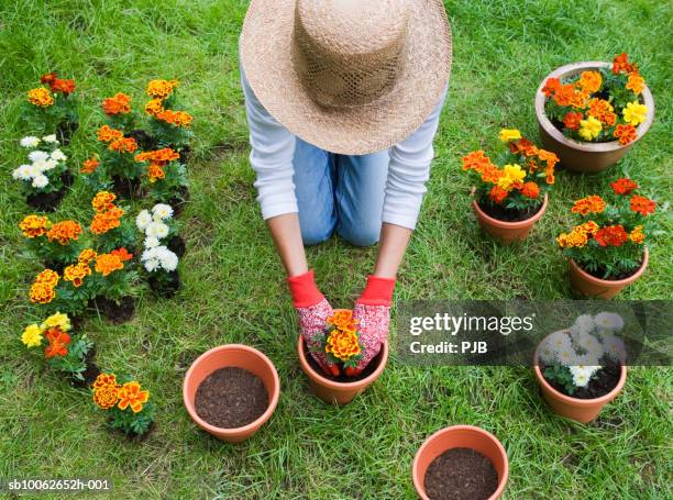 woman potting plants in garden - white pot plant stock pictures, royalty-free photos & images