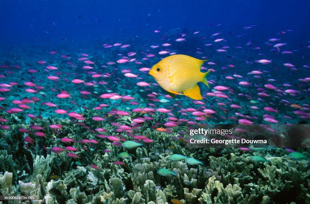 Golden damsel (Amblyglyphidodon aureus) and Yellowstriped anthias (Pseuanthias tuka) in coral reef