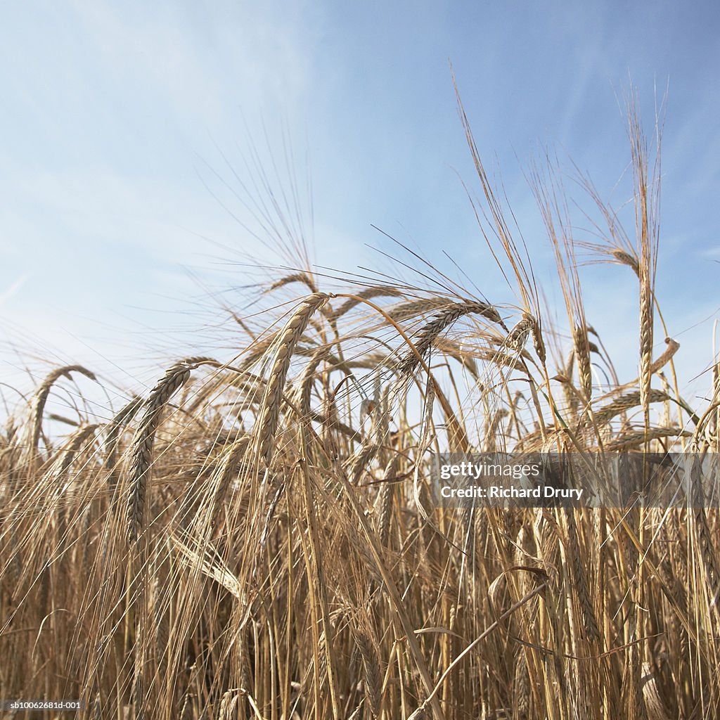Field of barley (Hordeum Vulgare), low angle view