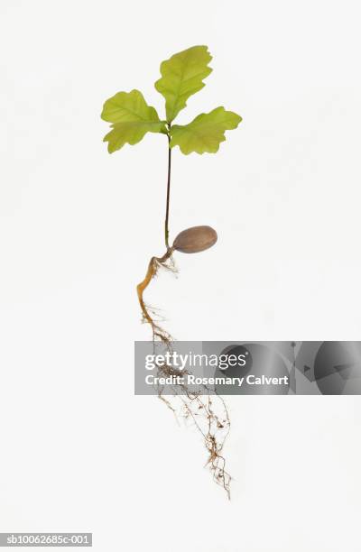 Sapling With Roots Seedling Sapling Photos and Premium High Res Pictures - Getty Images