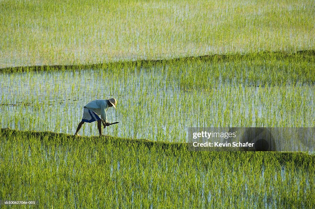 Man working in rice paddies