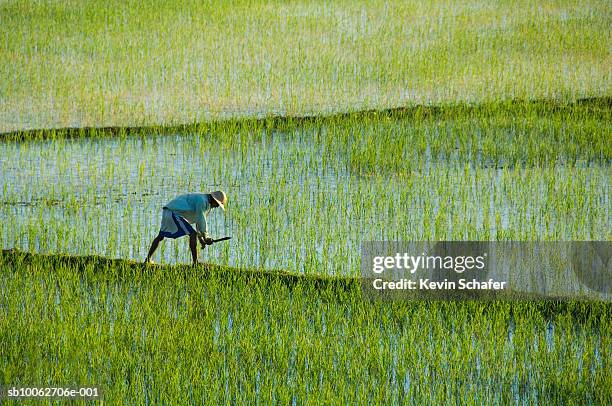 man working in rice paddies - madagáscar imagens e fotografias de stock