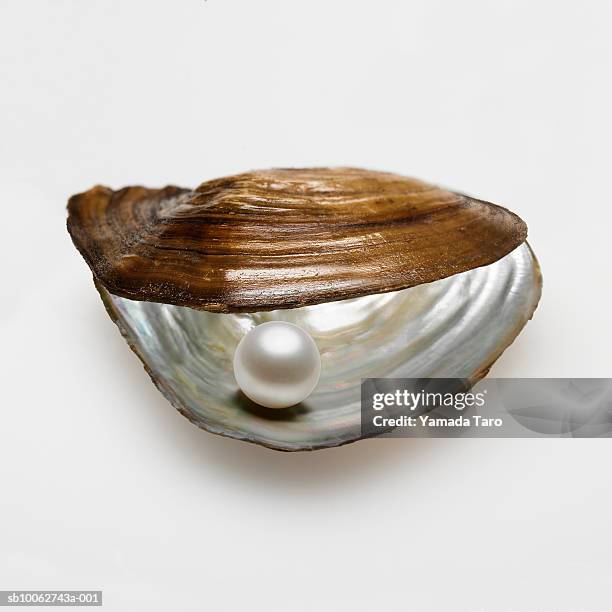 oyster shell with pearl inside - oyster pearl stockfoto's en -beelden