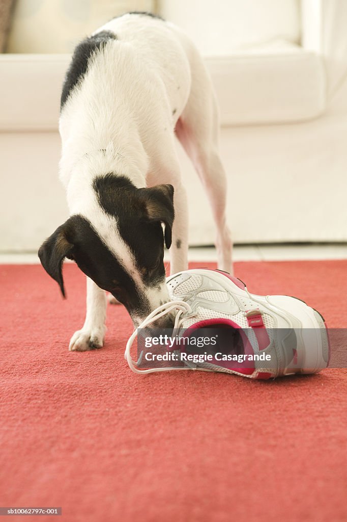 Jack Russell biting shoe