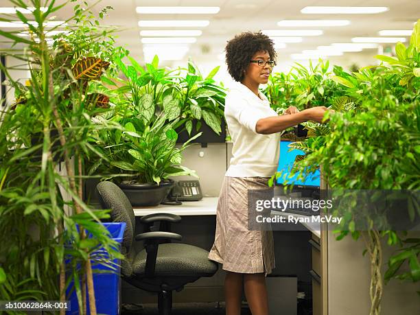 female office worker tends to plants that surround by cubicle - out of context foto e immagini stock