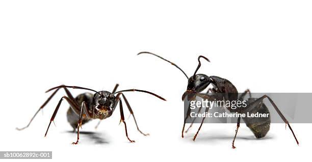 close-up of two ants, studio shot - insecte photos et images de collection