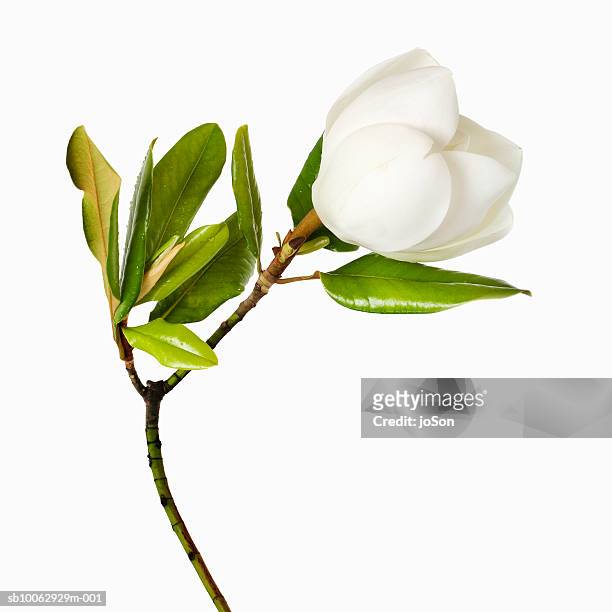 magnolia flower and leaves on white background, close-up - white flowers stock pictures, royalty-free photos & images