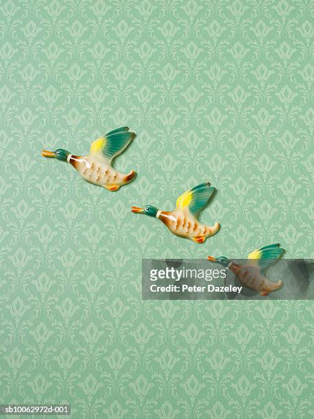flying duck ornaments on wallpapered wall - kitsch bildbanksfoton och bilder