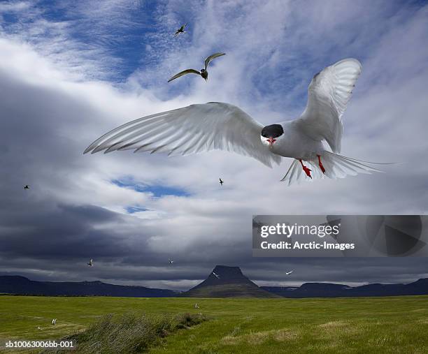 arctic tern (sterna paradisaea) landing, close-up - westfjords iceland stock pictures, royalty-free photos & images