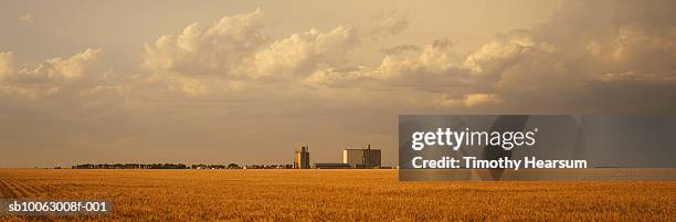 brown wheat field with silo in background - v kansas stock pictures, royalty-free photos & images