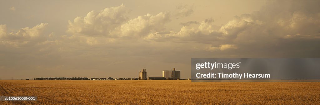 Brown wheat field with silo in background