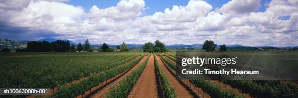 usa, california, sonoma county, vineyard rows with cloudy sky in background - sonoma stock pictures, royalty-free photos & images