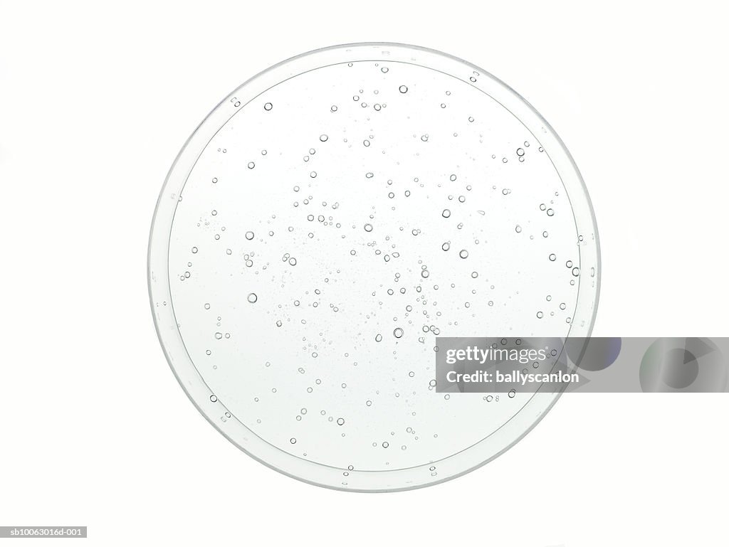 Bubbles in clear liquid in petri dish on white background, overhead view