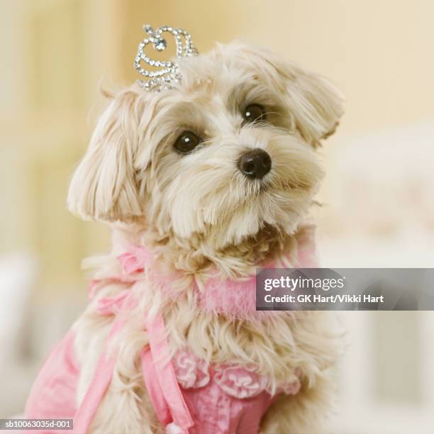 maltese-poodle mix breed dog wearing tiara and pink costume, close-up - dog tiara stock pictures, royalty-free photos & images