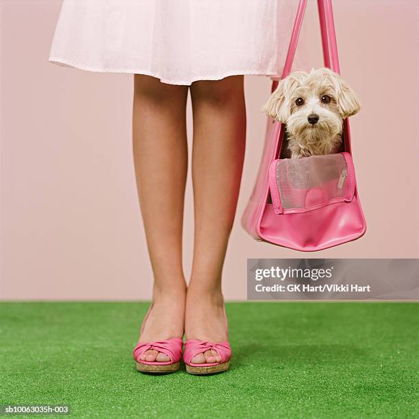 teenage girl (16-17) carrying maltese-poodle mix breed dog in pink carrier, low section - ピンク　動物 ストックフォトと画像