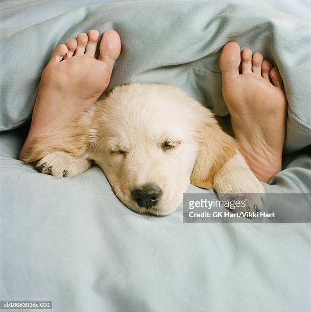 golden retriever puppy sleeping on bed - sleeping dog stock pictures, royalty-free photos & images