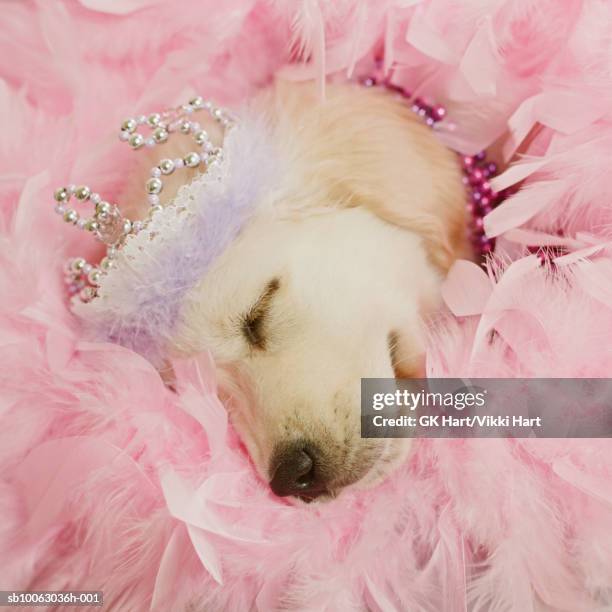 golden retriever puppy wearing crown asleep in bed of pink feathers - dog tiara stock pictures, royalty-free photos & images