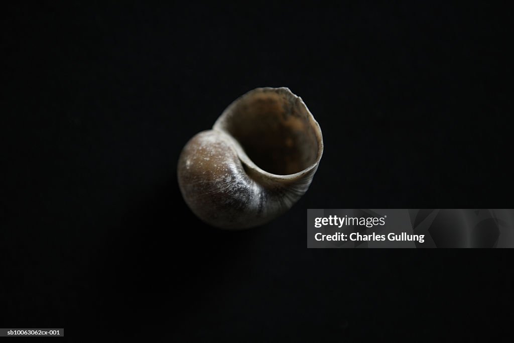 Shell against black background, close-up